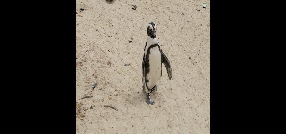 a GIF of a penguin and spider shuffling in turn