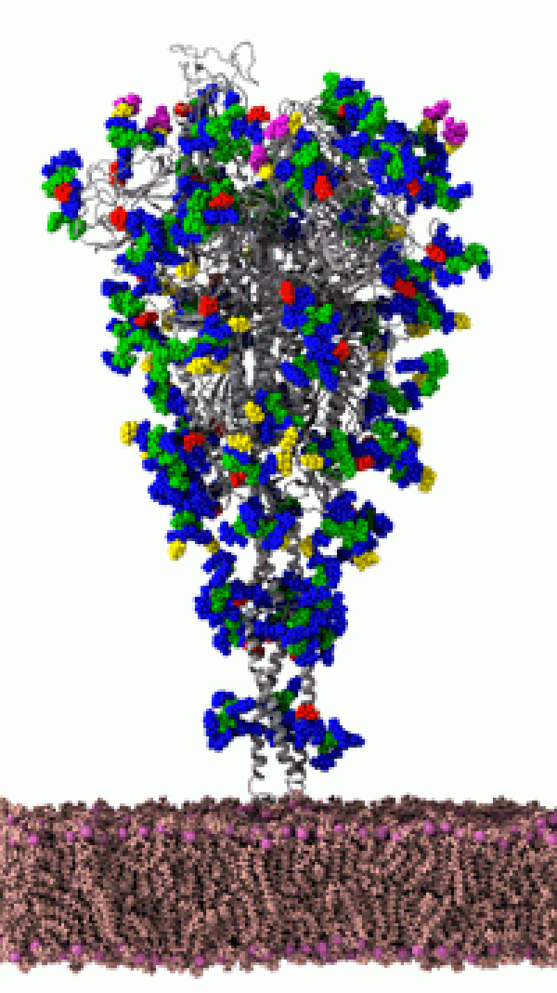animated colorful computer simulation of a Sars-CoV-2 spike protein of the coronavirus.