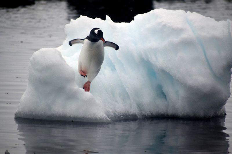 A penguin jumping into the water from a chunk of ice