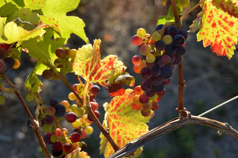 Grapes on the vine