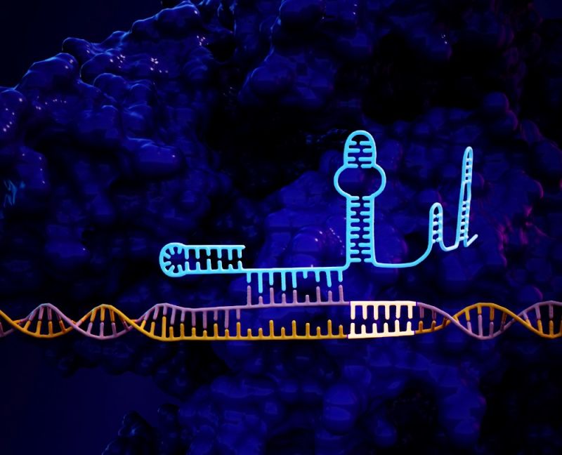 Artist rendition of CRISPR hairpin lock.