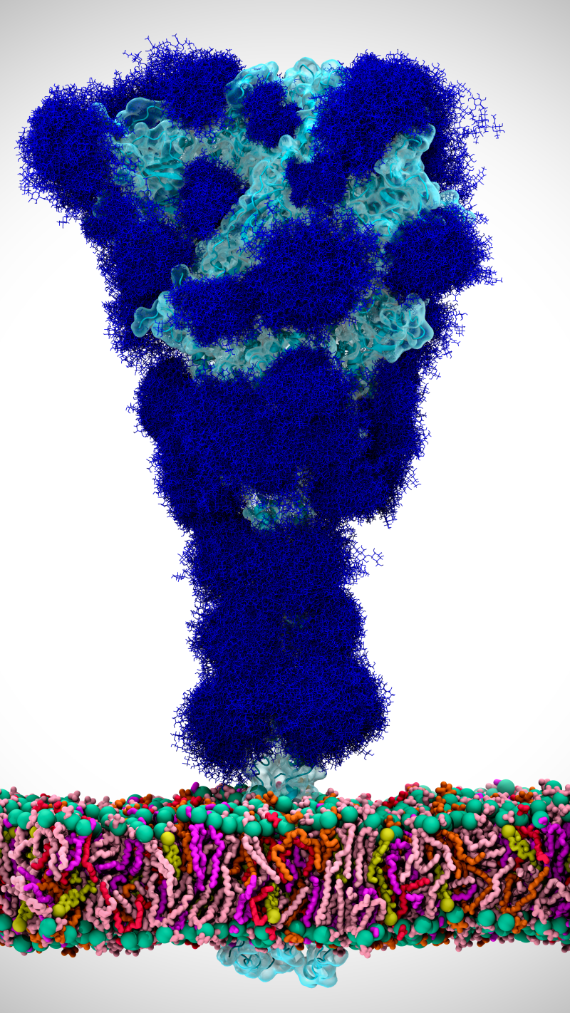 Computer simulation of COVID-19 virus from UCSD