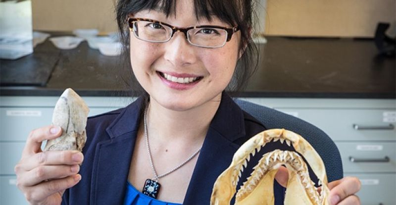 Researcher with ancient shark teeth