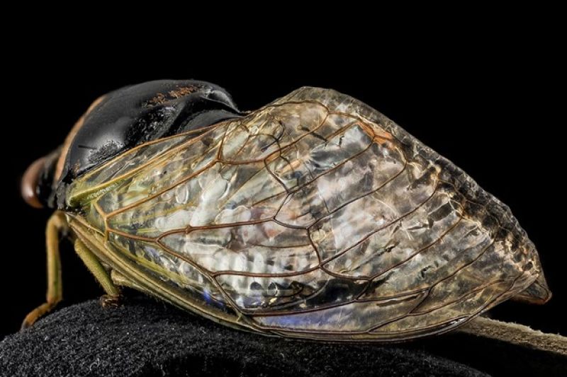 Wings of cicada inspire new material processes