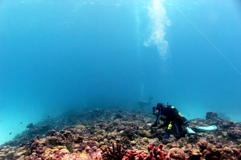 Marine biologist samples coral colonies