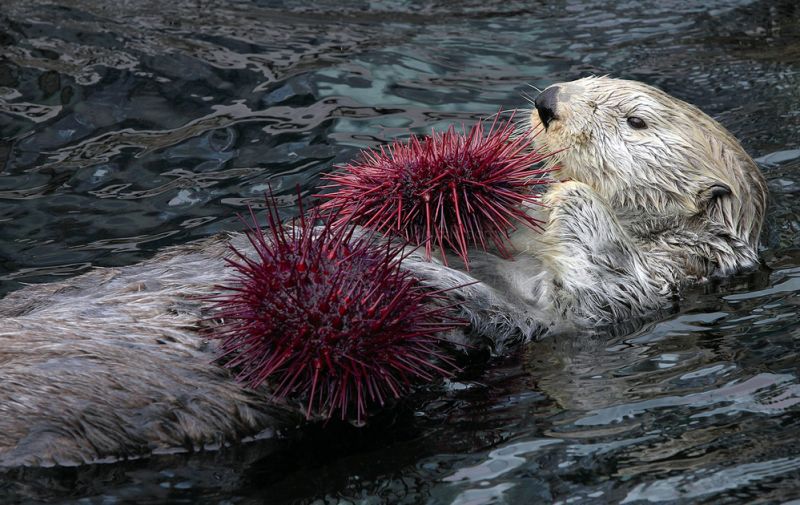 Sea otter floats with sea urchin