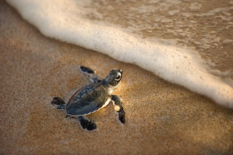 Baby sea turtle head into ocean