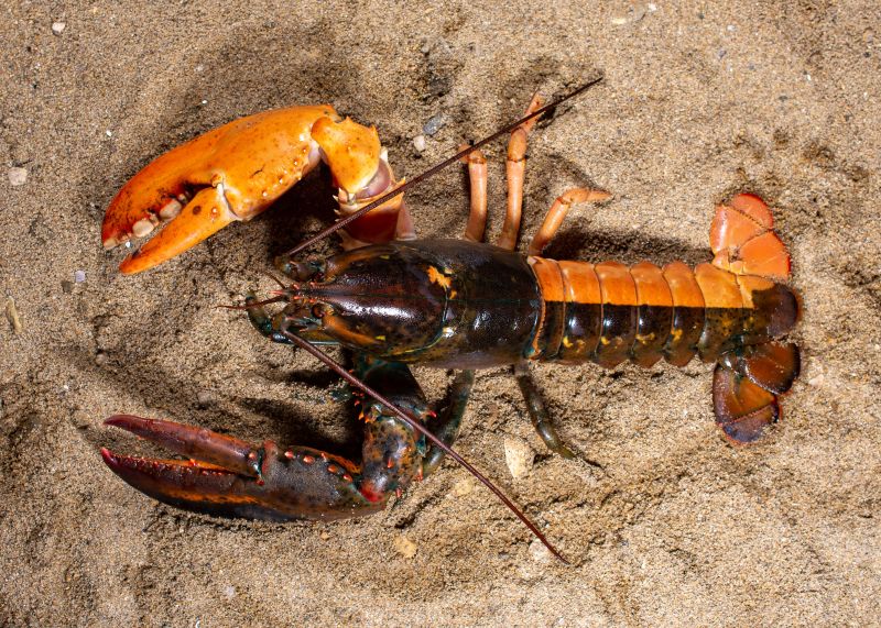 Two-tone lobster that is created by conjoined twins