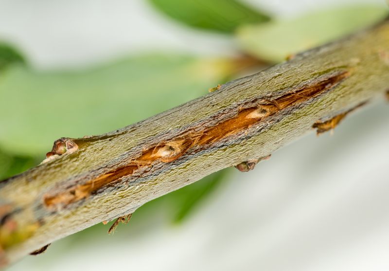 An up-close image of a tree branch with small grooves cut into it