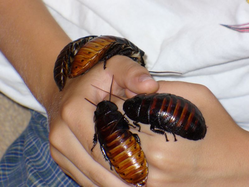 Cockroaches on hand