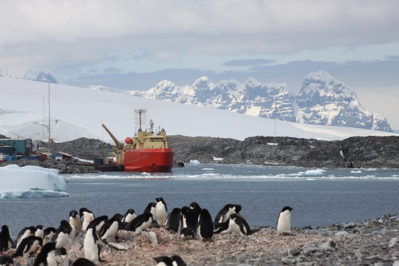 Adélie penguins at Palmer Long Term Ecological Research Site (LTER), Antarctica