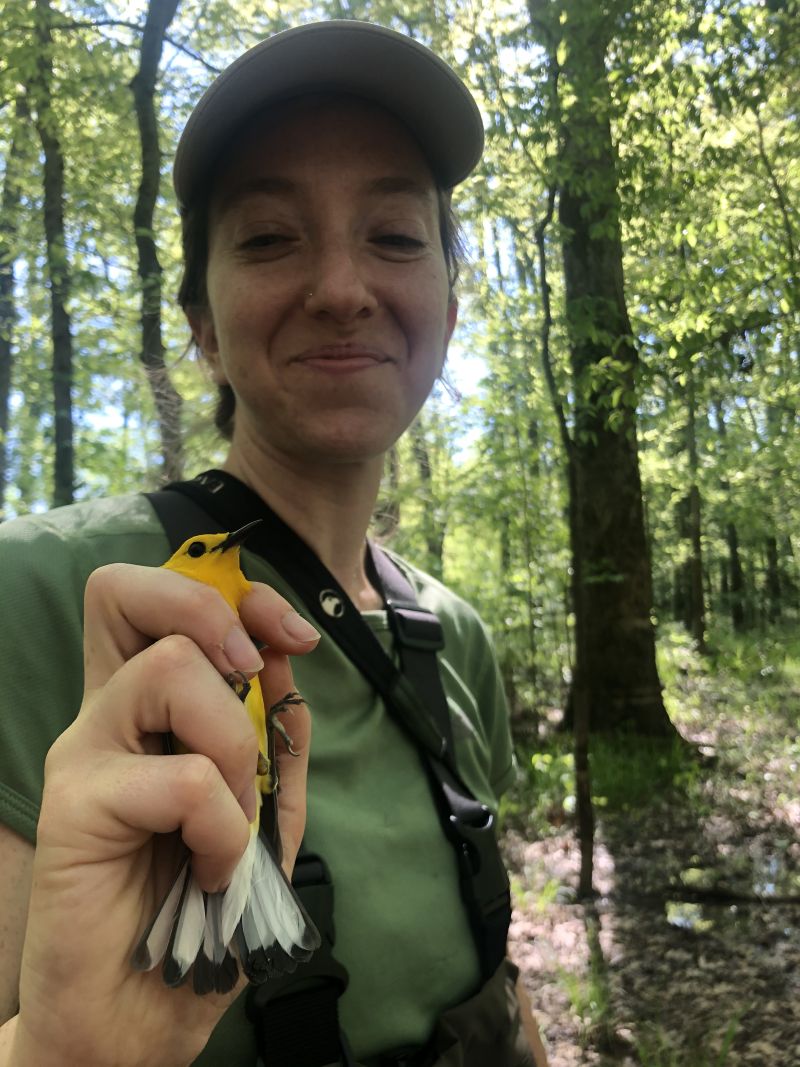 Biologist working with birds