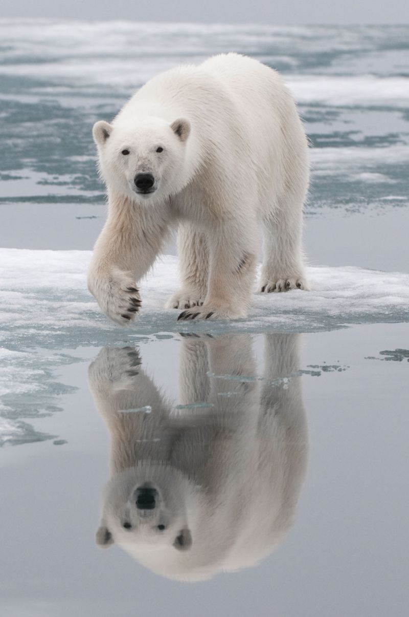 A polar bear and their reflection