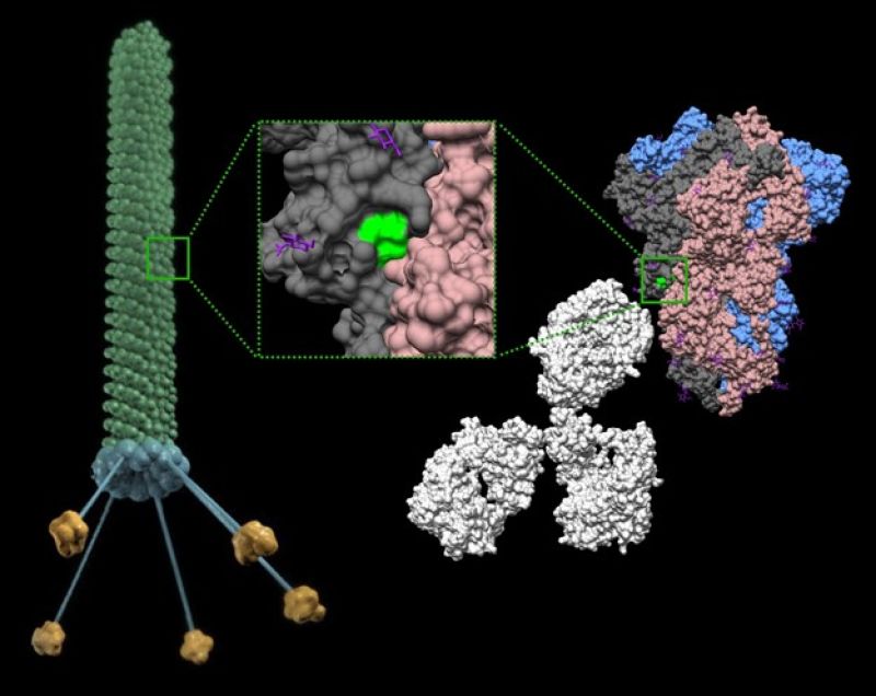 SARS-CoV-2 spike protein