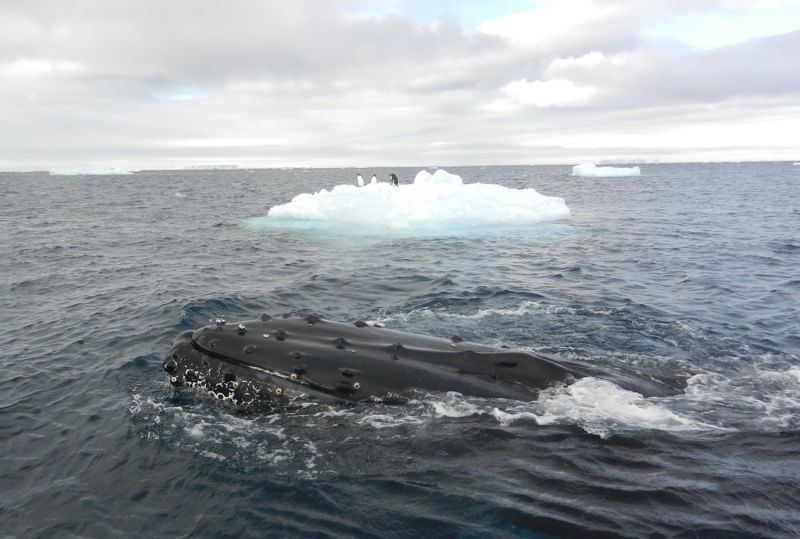A humpback whale in Antarctica, with an iceberg with seals behind