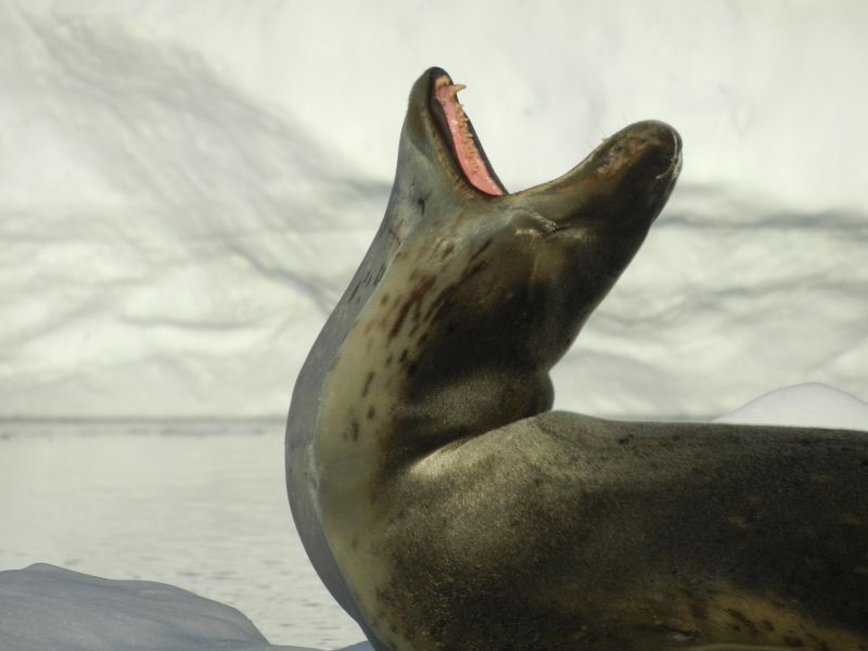 A yawning leopard seal in Antarctica