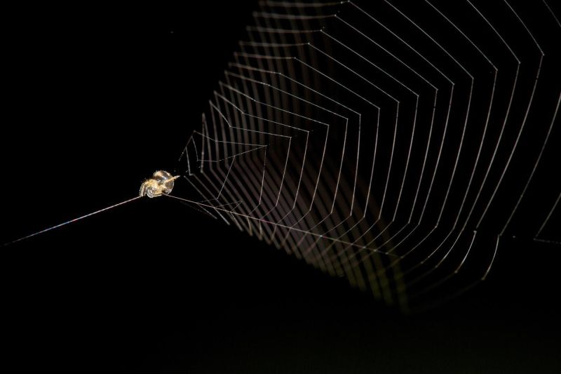 Spider prepares to use web as slingshot