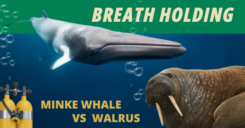 a minke and walrus