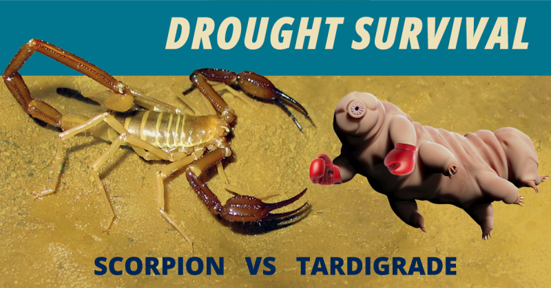 scorpion and tardigrade in boxing gloves