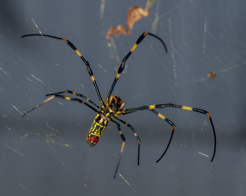 Spider Uses Its Web Like a Giant Engineered Ear