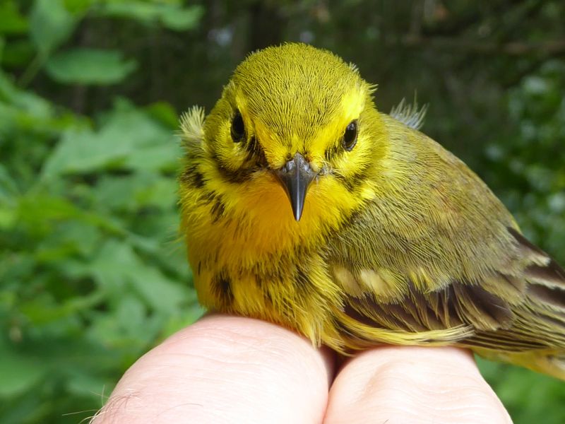 Female prairie warbler