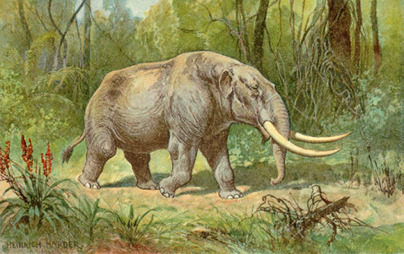 Mastodon tusk chemical analysis reveals first evidence of one extinct  animal's annual migration | NSF - National Science Foundation