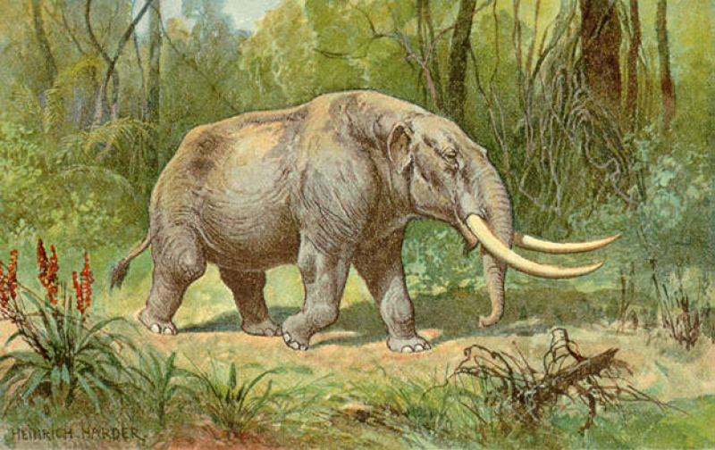 Mastodon tusk chemical analysis reveals first evidence of one extinct animal's annual migration | NSF - National Science Foundation Mastodon tusk chemical analysis reveals first evidence of one extinct animal's annual migration | NSF - National Science Foundation