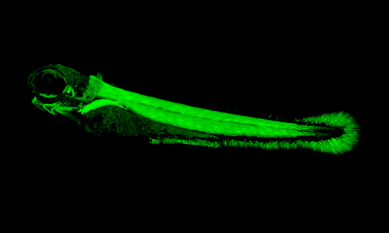 How electric fish evolved their electric organs