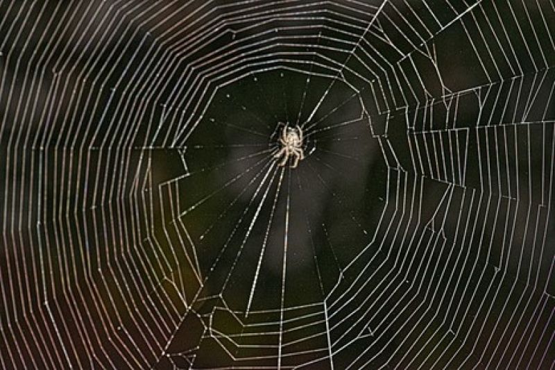 Physicists investigate structural properties of spider webs