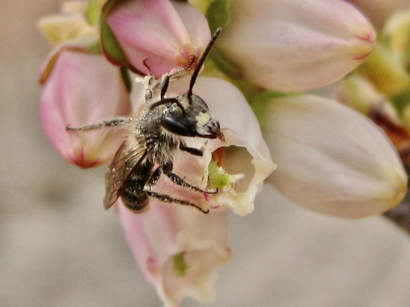 Male bee in genus Andrena visiting a blueberry flower.
