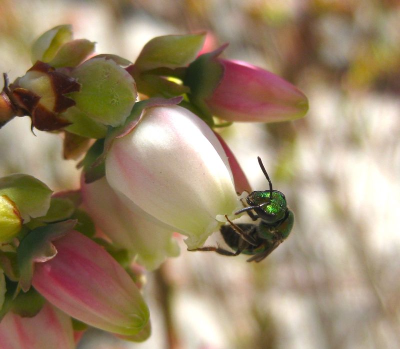 Augochlorine bee visiting a blueberry flower