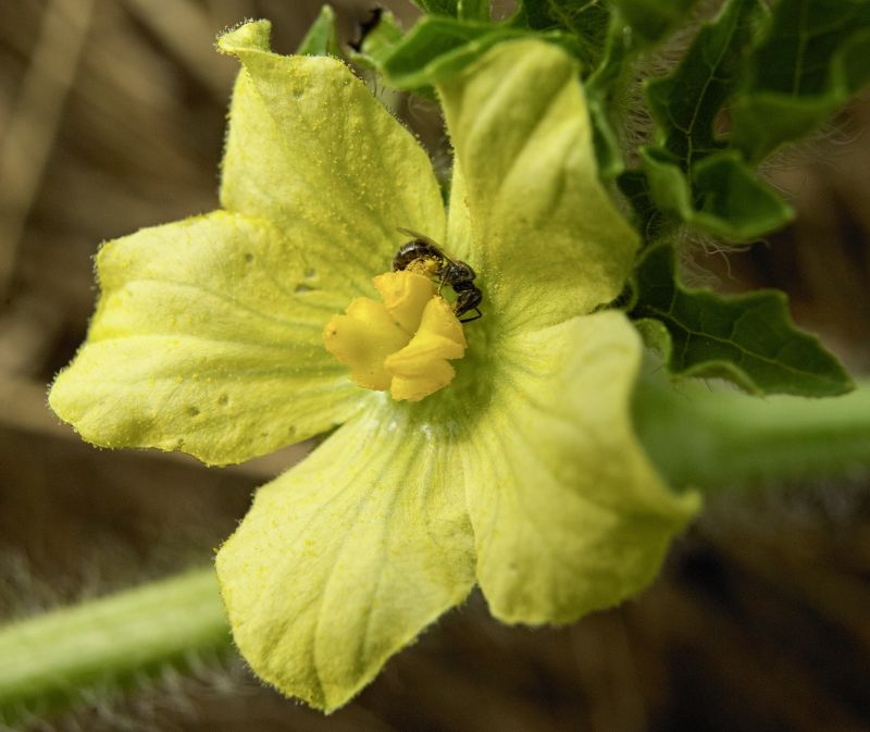 Halictid bee visiting a watermelon flower