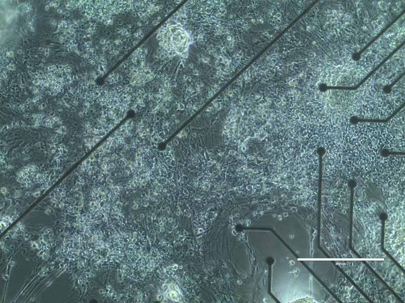 Neurons integrated with array