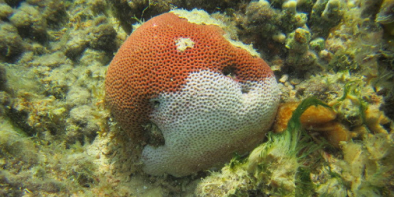 洋書 Coral Health and Disease Non-Acroporid White Syndromes - Coral Disease & Health