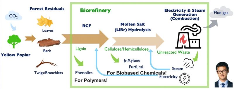 Chart showing the first integrated process and life cycle greenhouse gas model to evaluate different tree parts in a biorefinery operation that generates polymer precursors and biochemicals.
