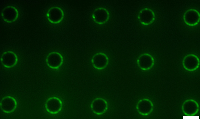 Seeing concentrations of toxins with the naked eye