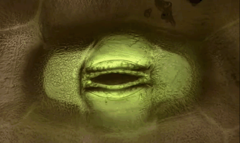 A highly magnified video of a plant stoma opening and closing
