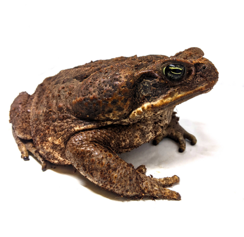 A hard pill bug to swallow First Xrays of frog feeding show how they