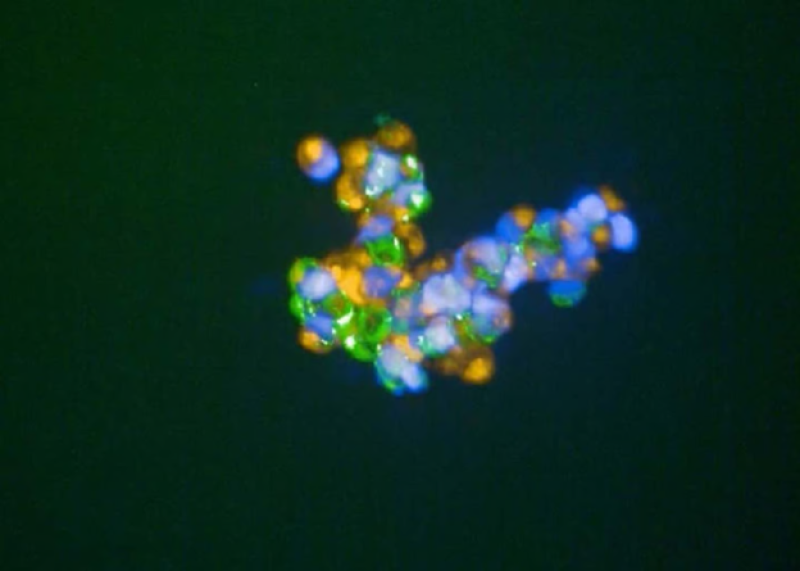 close up of cellular "glue"