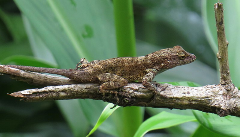 Urban lizards share genomic markers not found in forest-dwellers | NSF ...