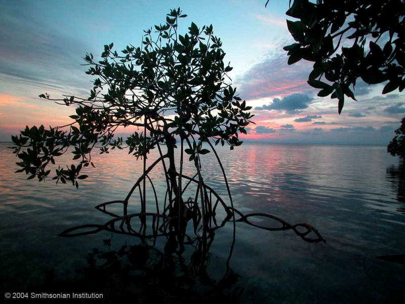 Mangrove