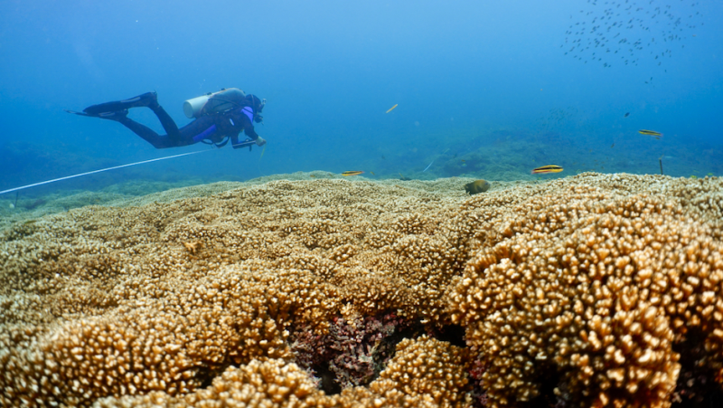 Coral reefs in the tropical Pacific could survive into the 2060s