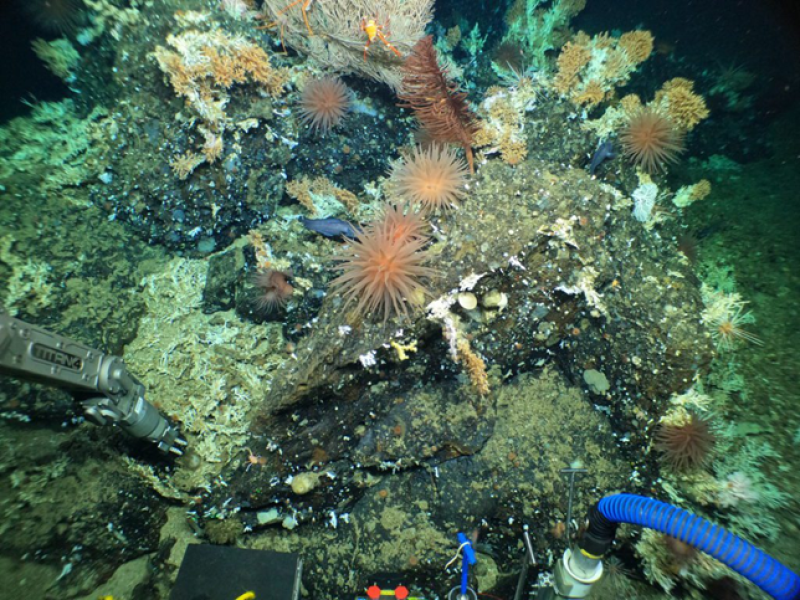 Scientists Find Pristine Deep-Sea Coral Reefs in Galápagos Marine Reserve
