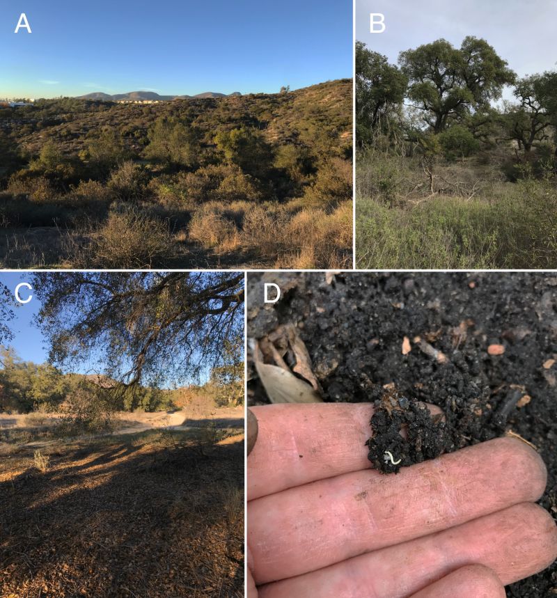 A. California live oak woodland habitat surrounded by chaparral shrubland. B. Close up of oak woodland habitat. C. Close up of habitat beneath oak canopy. D. An I. socal individual (center) encountered beneath the humus layer and embedded within the underlying soil matrix.