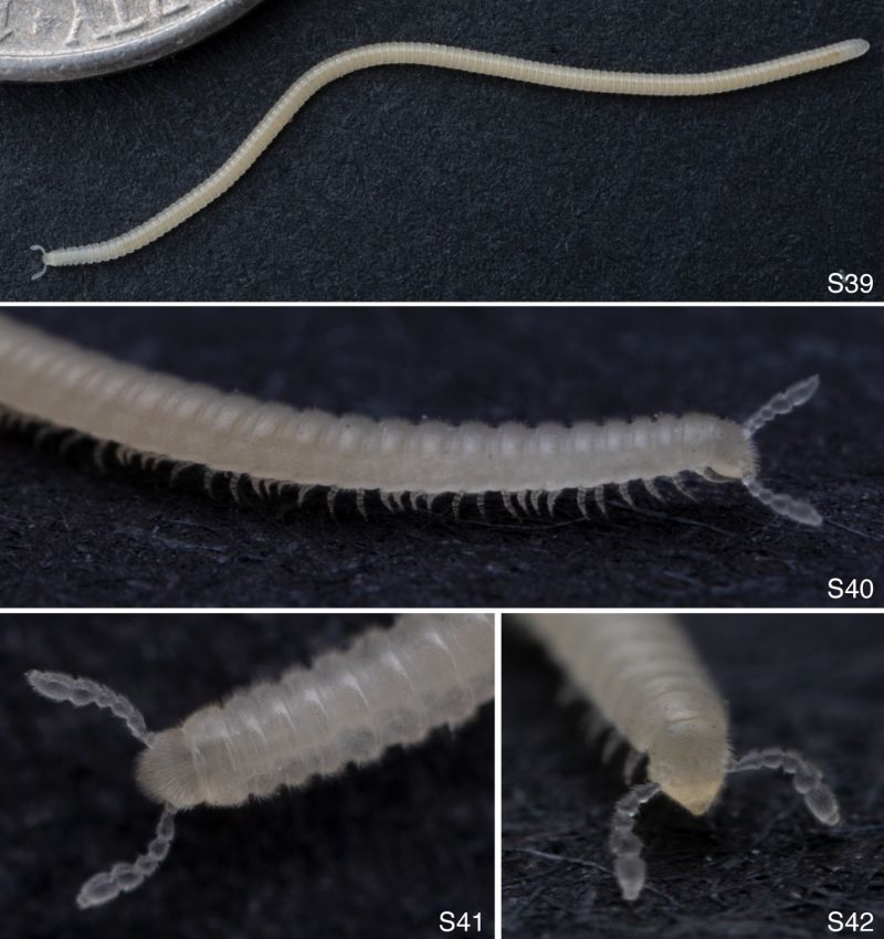 Array of four of the first photographs of llacme socal. The pale millipede is situated on a black background and each image shows a different level of detail. One image has a coin for size reference