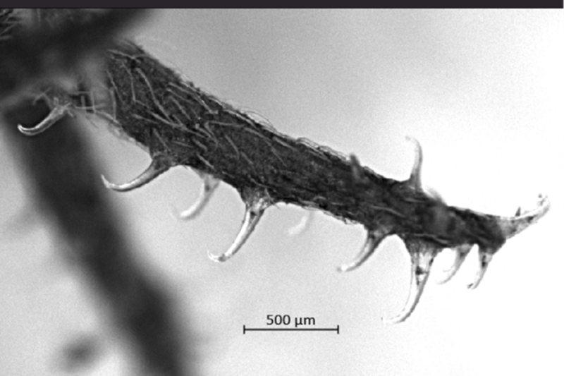 The unique array of hooks on hitchhiker plants led researchers to develop improved surgical suturing techniques.