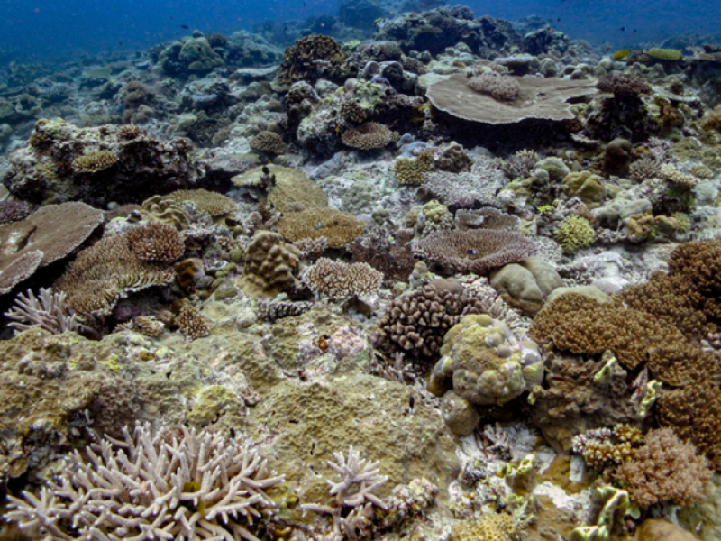 Indo-Pacific corals more resilient to climate change than Atlantic 