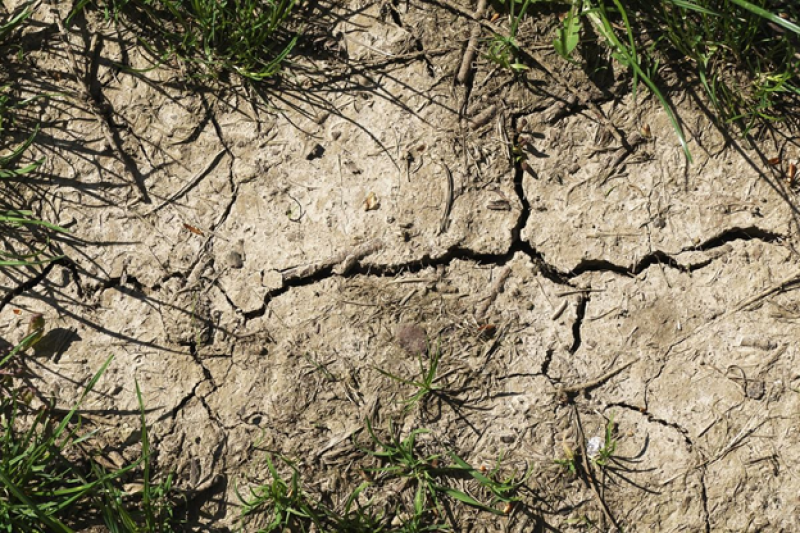 Soil Microbes Aid Plant Drought Survival, Defying Expectations | Mirage ...