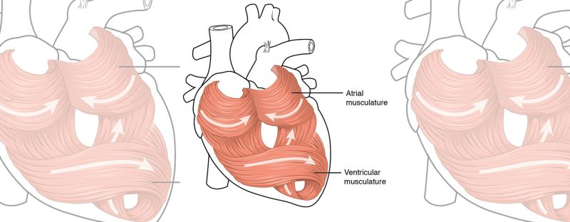 Scientists have developed a hydrogel ink that enables 3D printing of a functional heart ventricle.