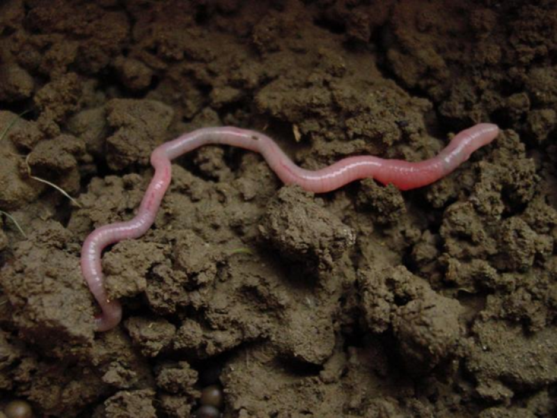 Earthworms contribute to 6.5% of global grain production